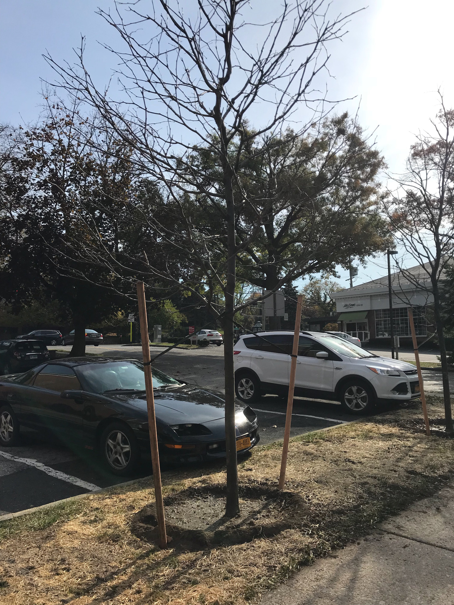 City Hall Parking Lot: Thornless Honey Locust