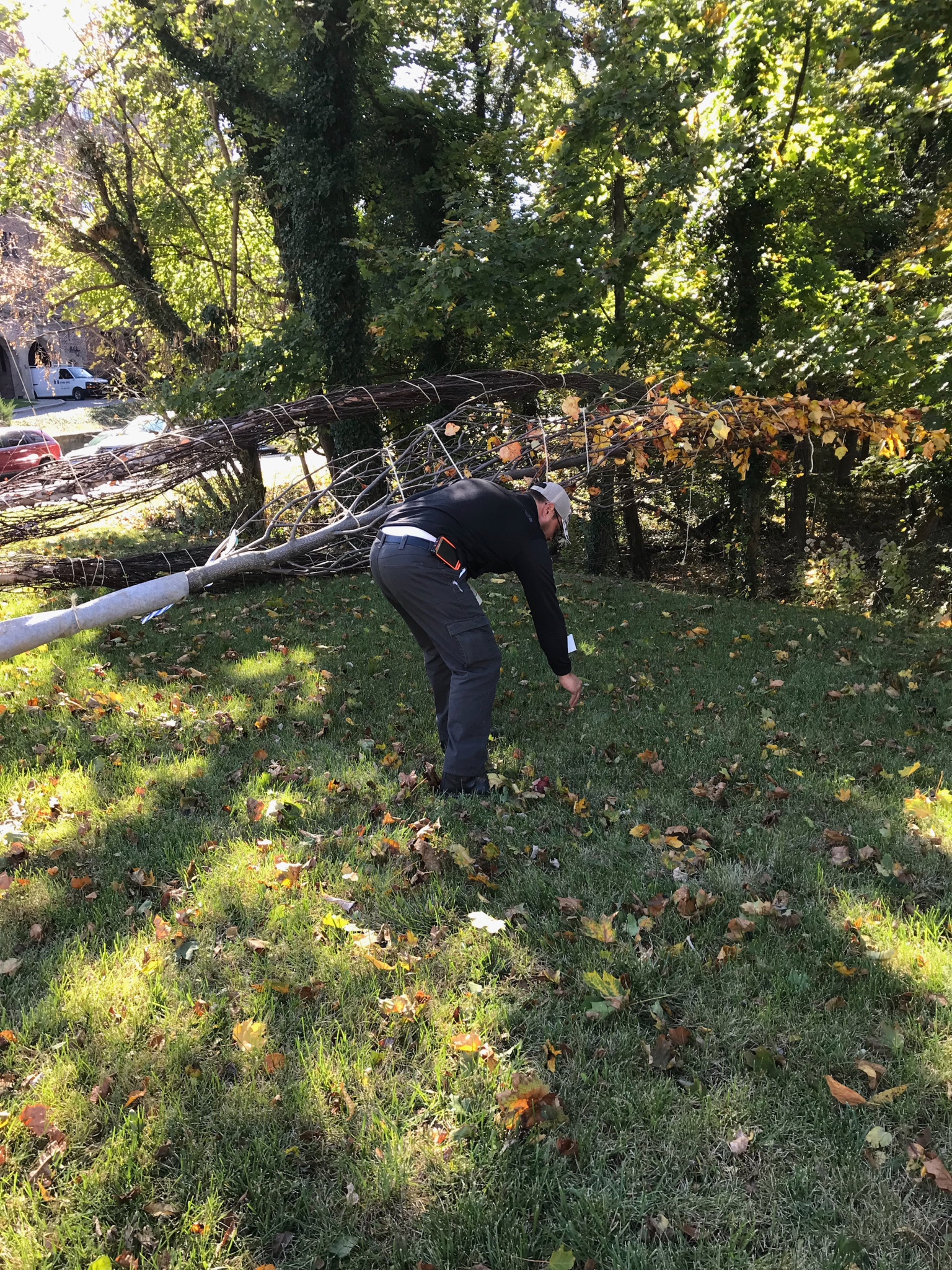 Central Park: Planting flag for River Birch