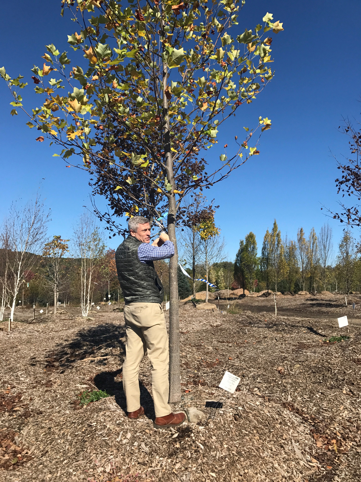 Hardscrabble Nursery: Christian tags a Tulip Tree slated for Disbrow