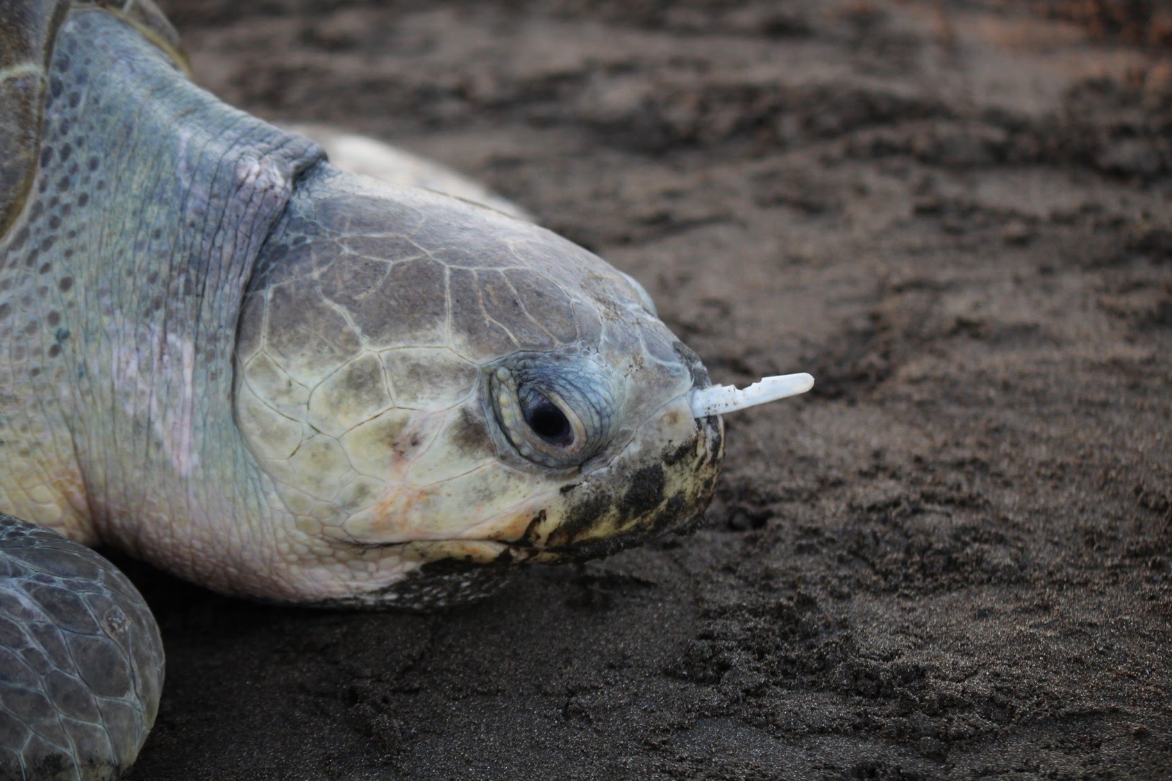 turtlewithstraw.jpg
