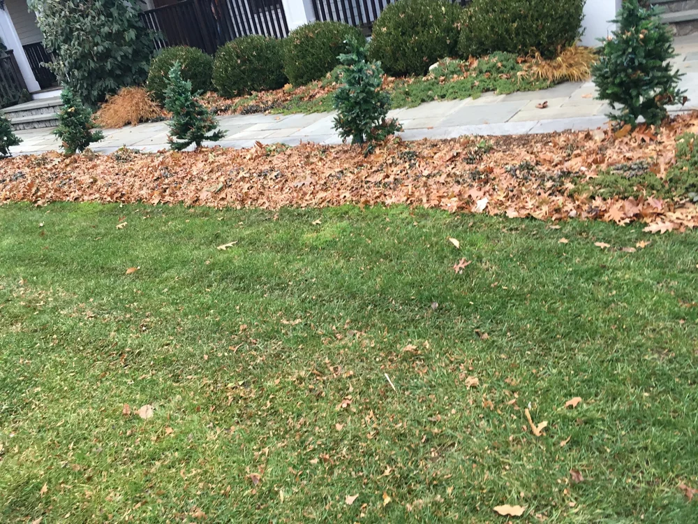 Is Mulching Leaves Good for the Lawn?