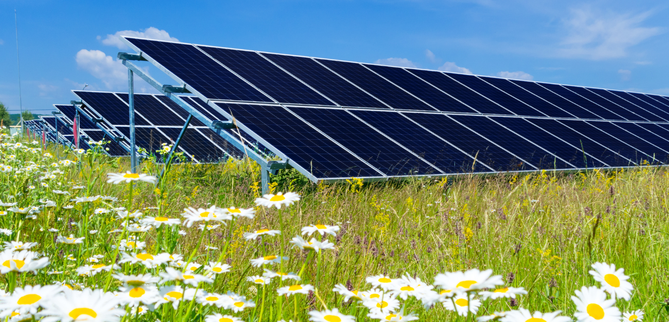 Pollinate Now: Habitat Restoration in the Hudson River Watershed