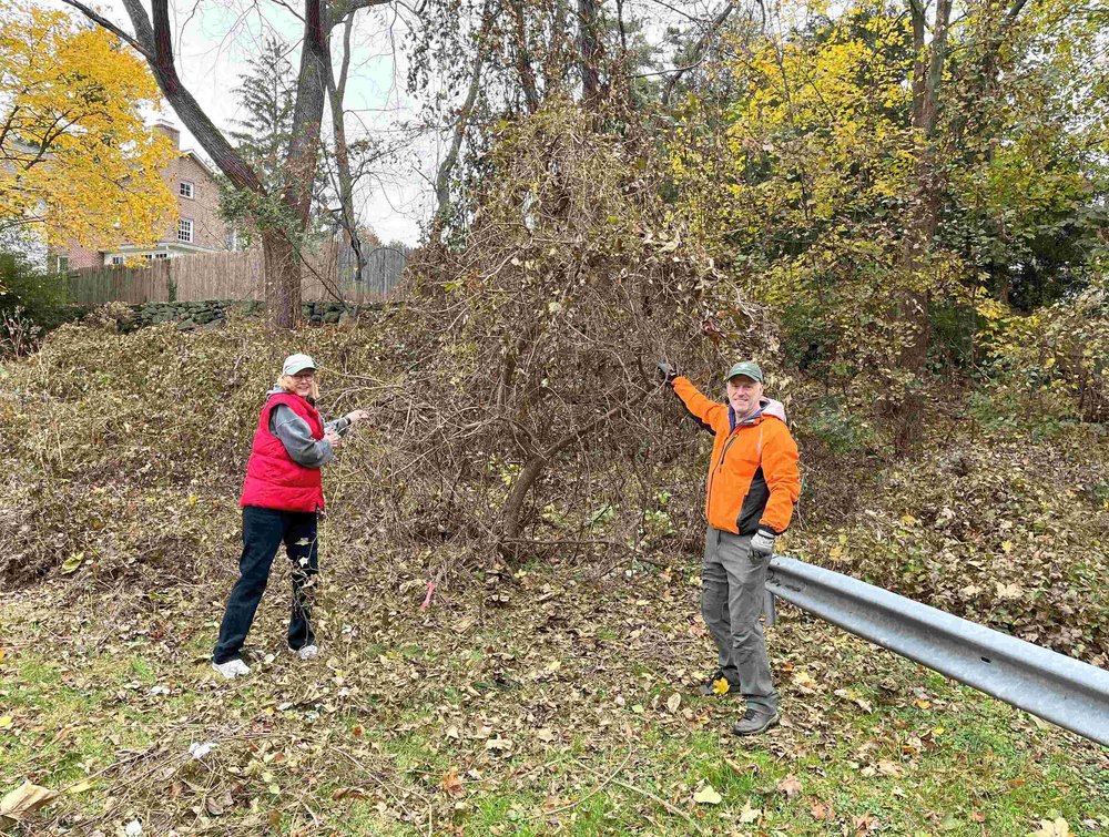9. Bonnie Council and Rye Sustainability Chair, James Ward to the rescue of a small tree suffocating under invasive vines. - Copy.jpg