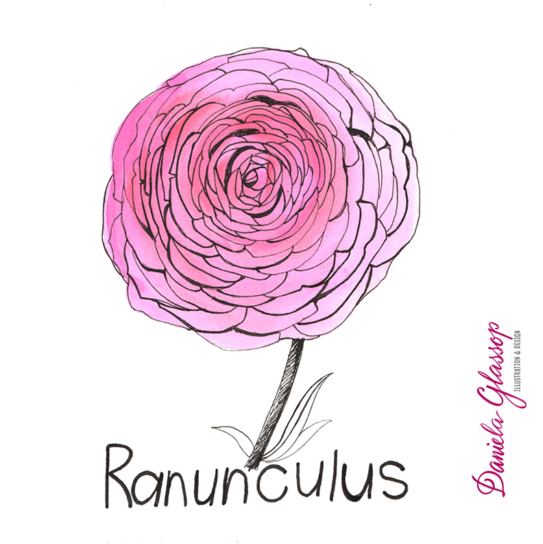 InktoberCB-Day10-Ranunculus-DanielaGlassop.JPG