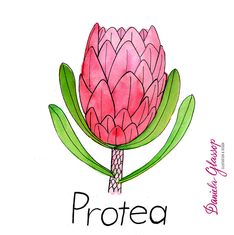 InktoberCB-Day11-Protea-DanielaGlassop.JPG