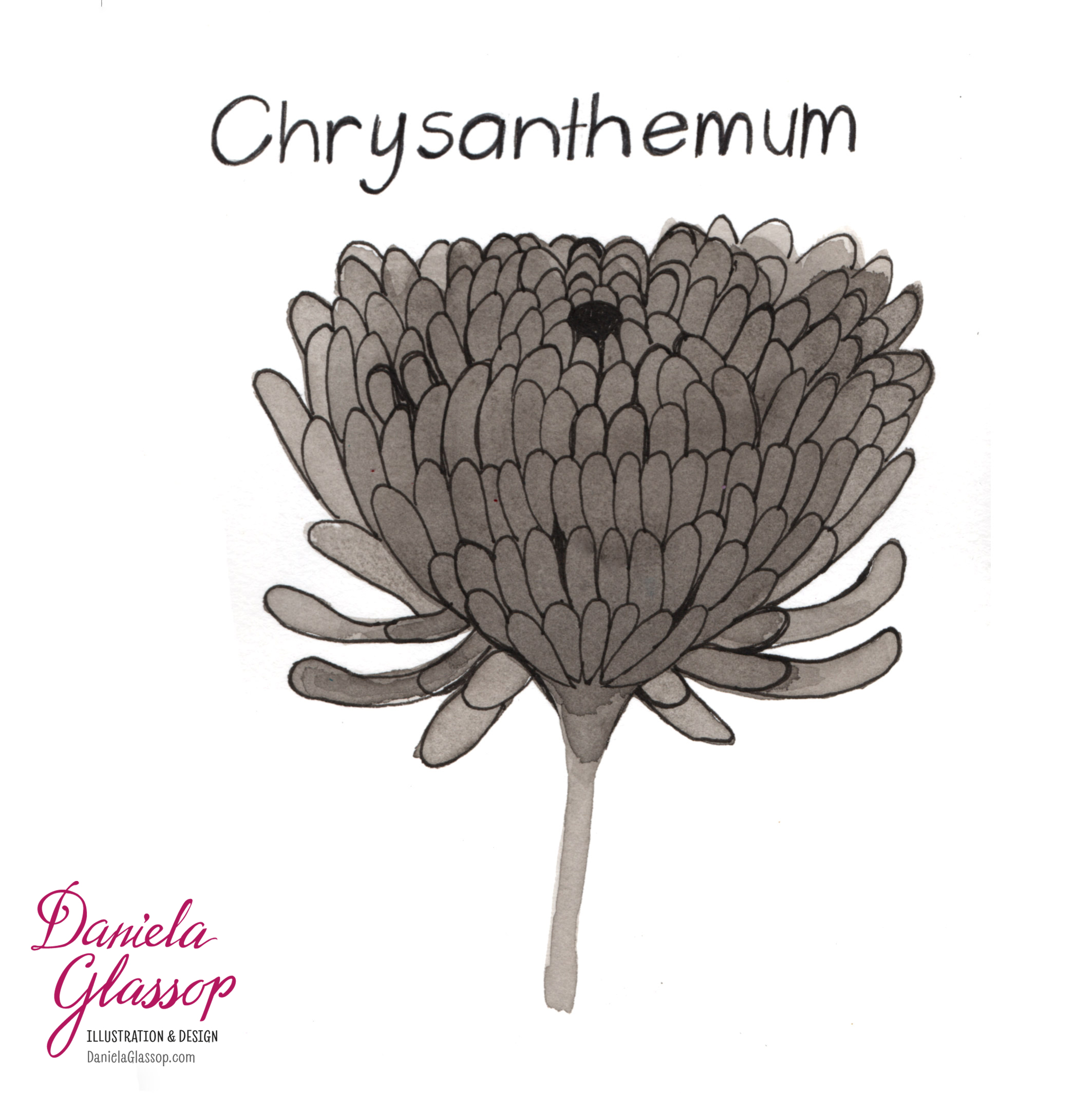 InktoberCB-Day14-Chrysanthemum.jpg