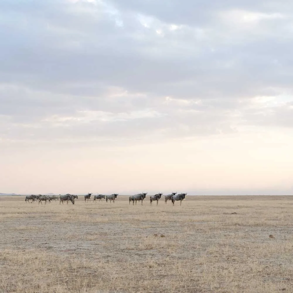 Wildebeest Herd, Amboseli, 2014