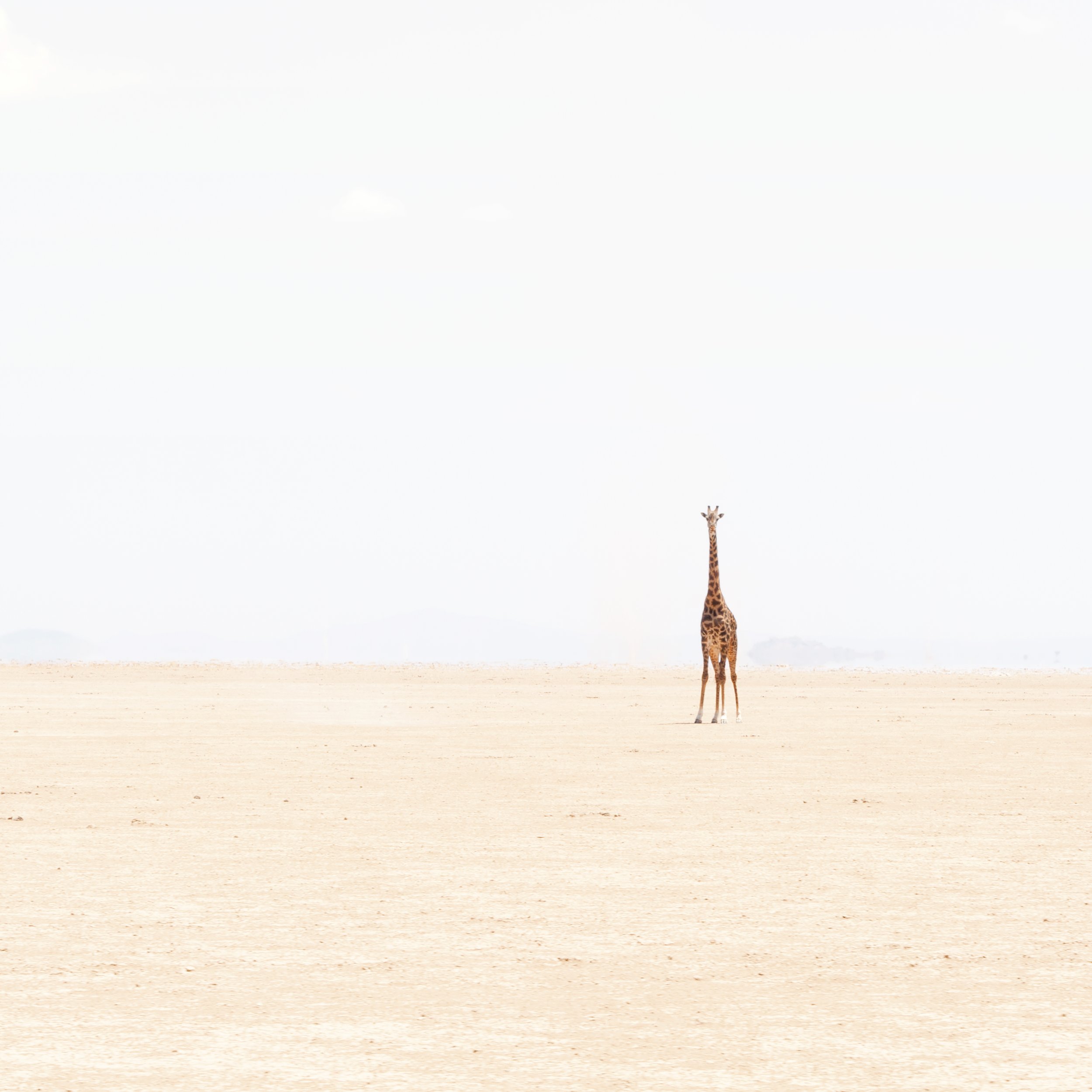 Lone Giraffe