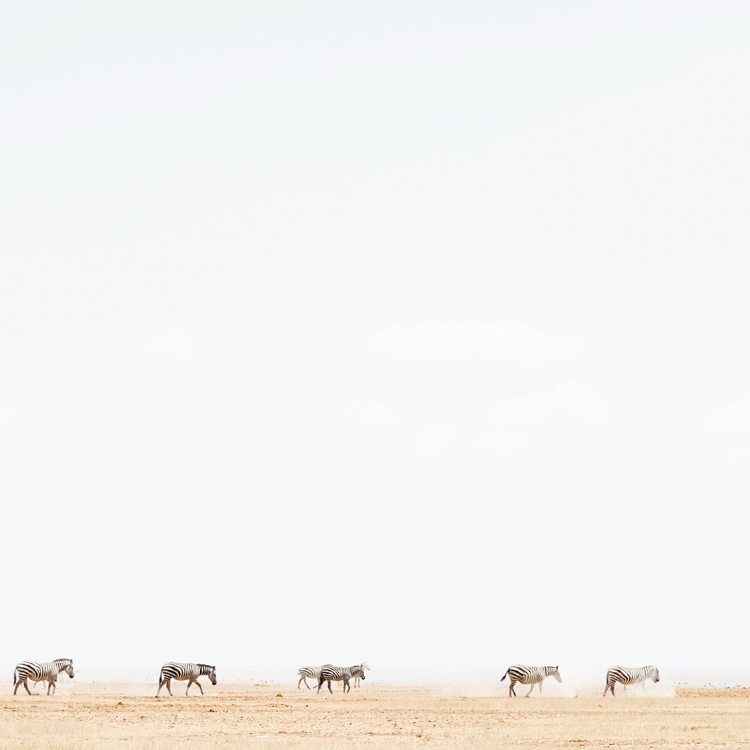 Zebra in Dust