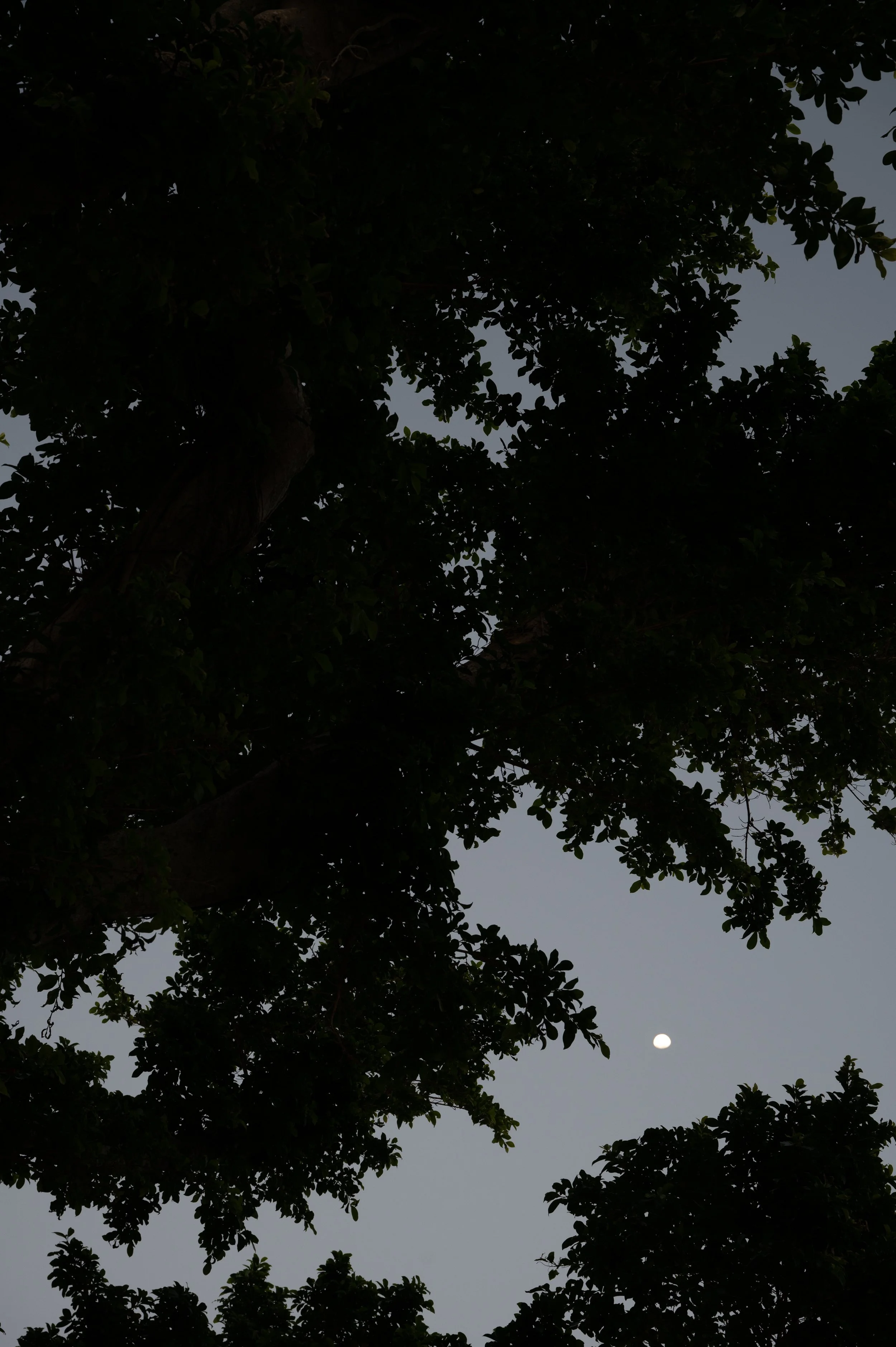 Moonrise Study 2