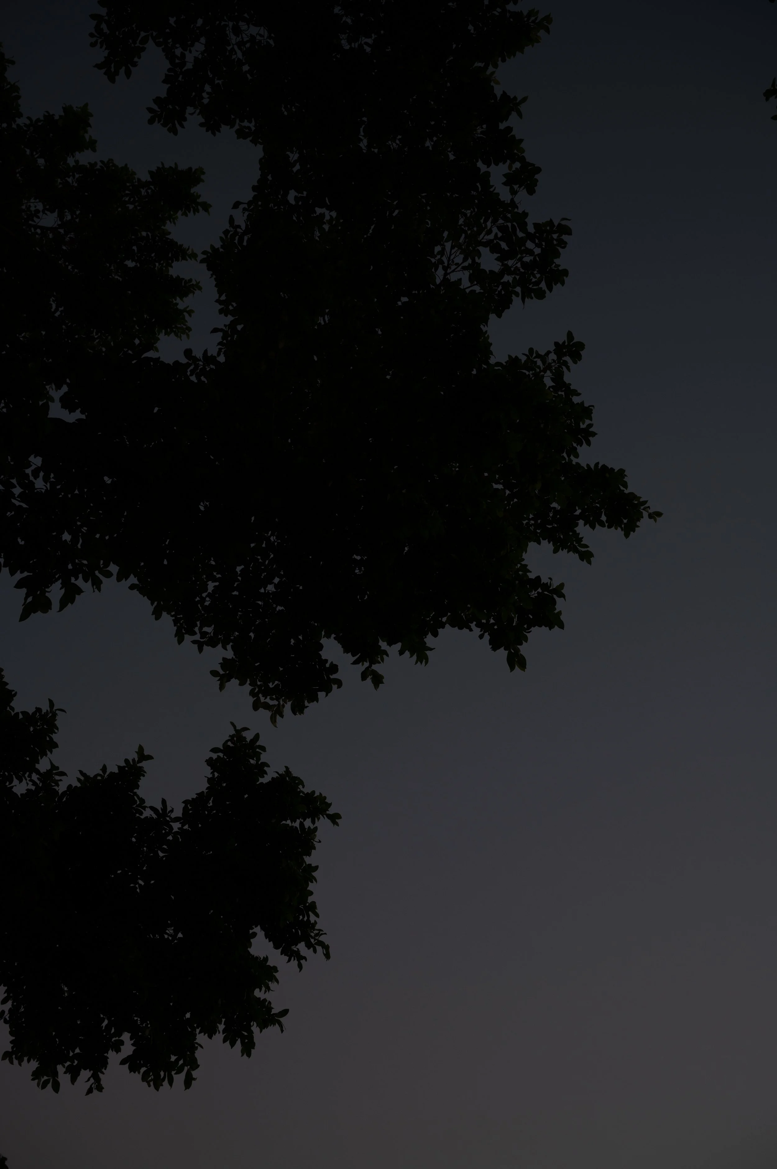 Moonrise Study 3