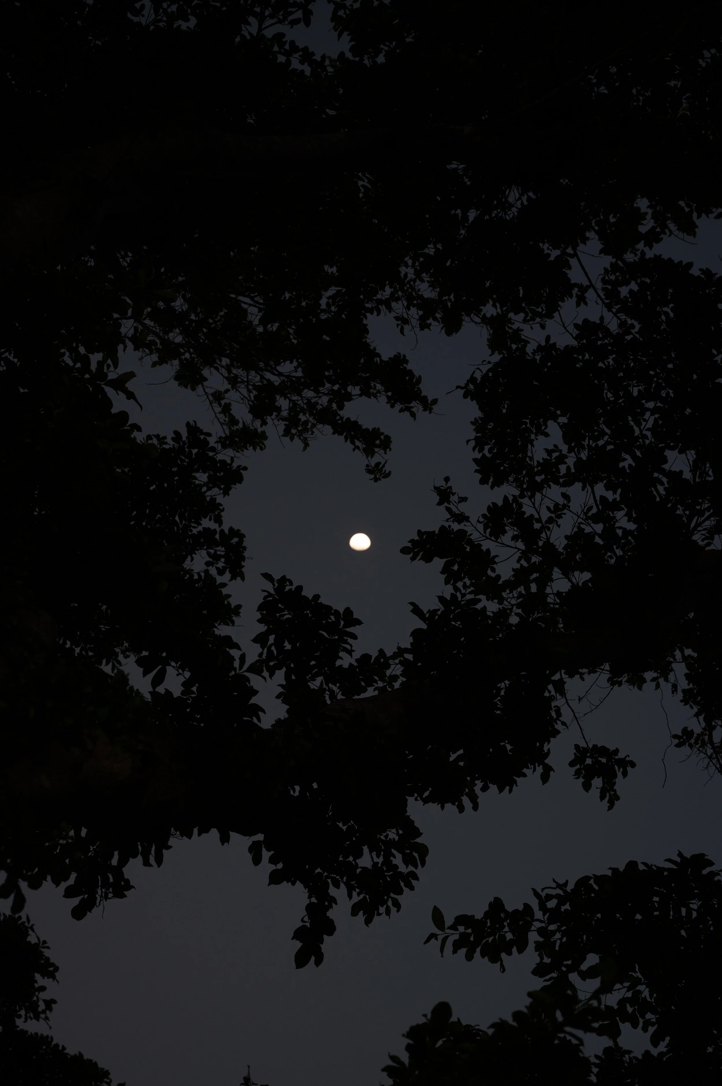 Moonrise Study 4