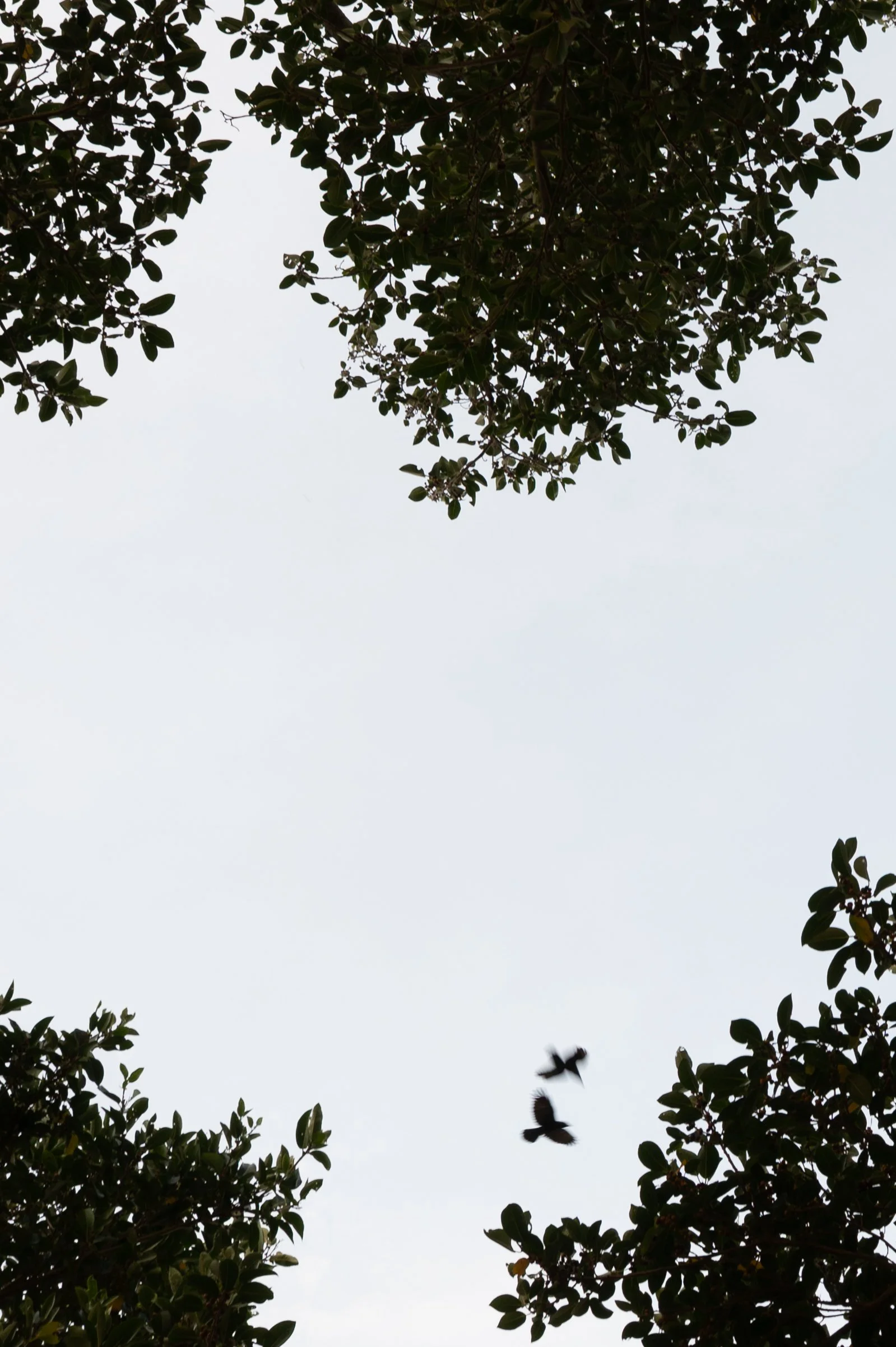 Banyan with Birds, Study 1