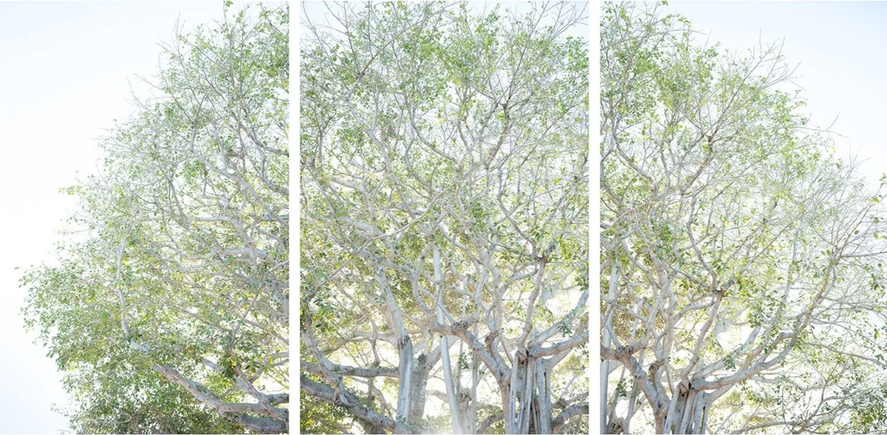  Your Tree 
