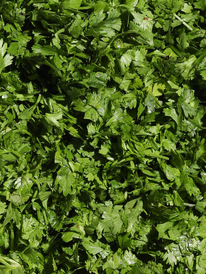 Coriander