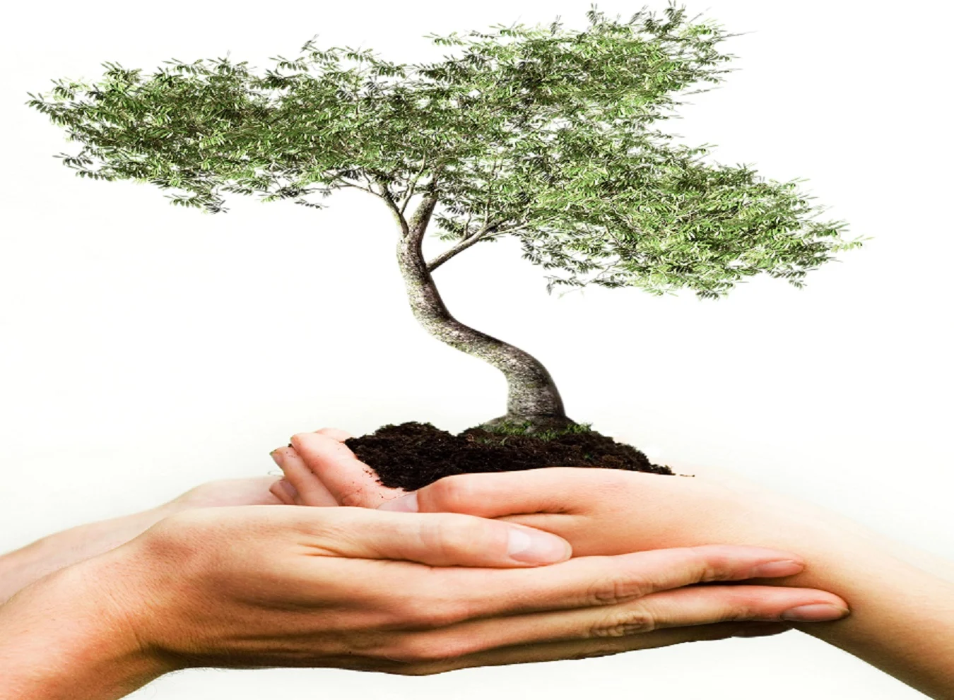 tree2ab.jpg