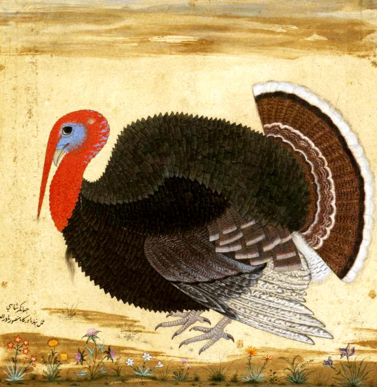 “From New Spain to Mughal India: Rethinking Early Modern Animal Studies with a Turkey, ca. 1612,” in Picture Ecology: Art and Ecocriticism in Planetary Perspective , edited by Karl Kusserow, forthcoming. New Haven: Yale University Press, 2020.