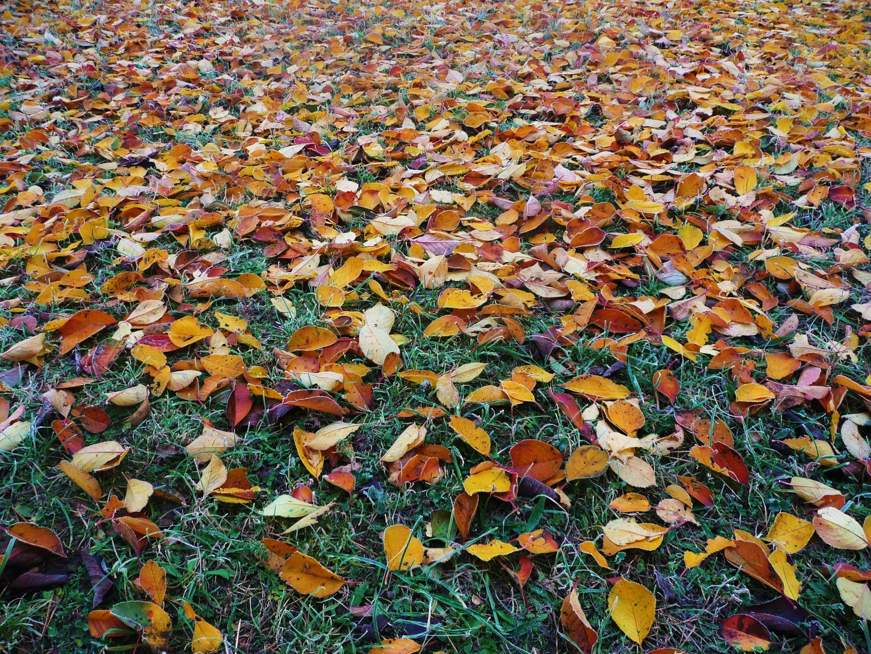 leaves on ground.jpeg
