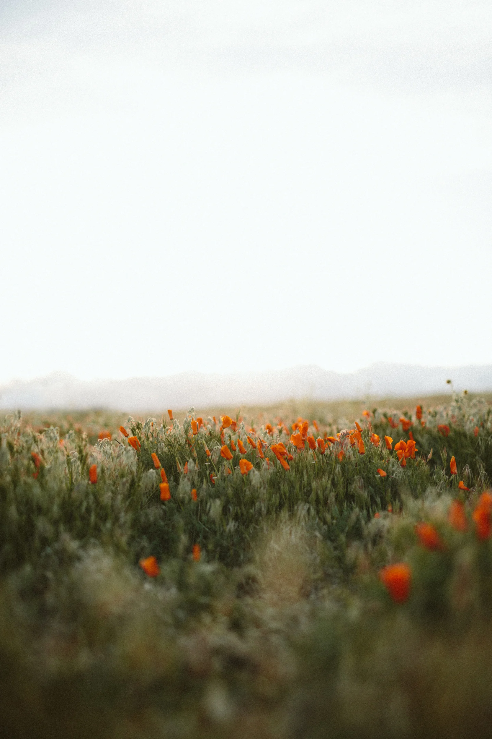 poppy new edit-6.jpg