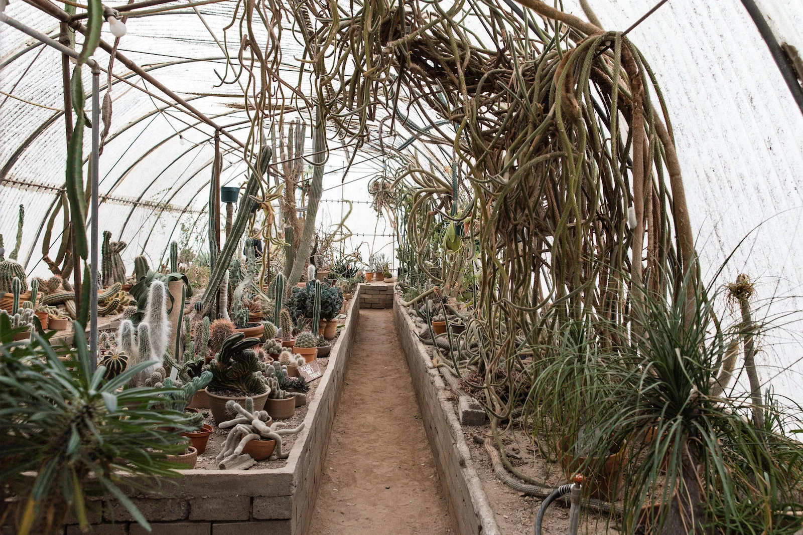 palm springs cactus wedding 00076.jpg