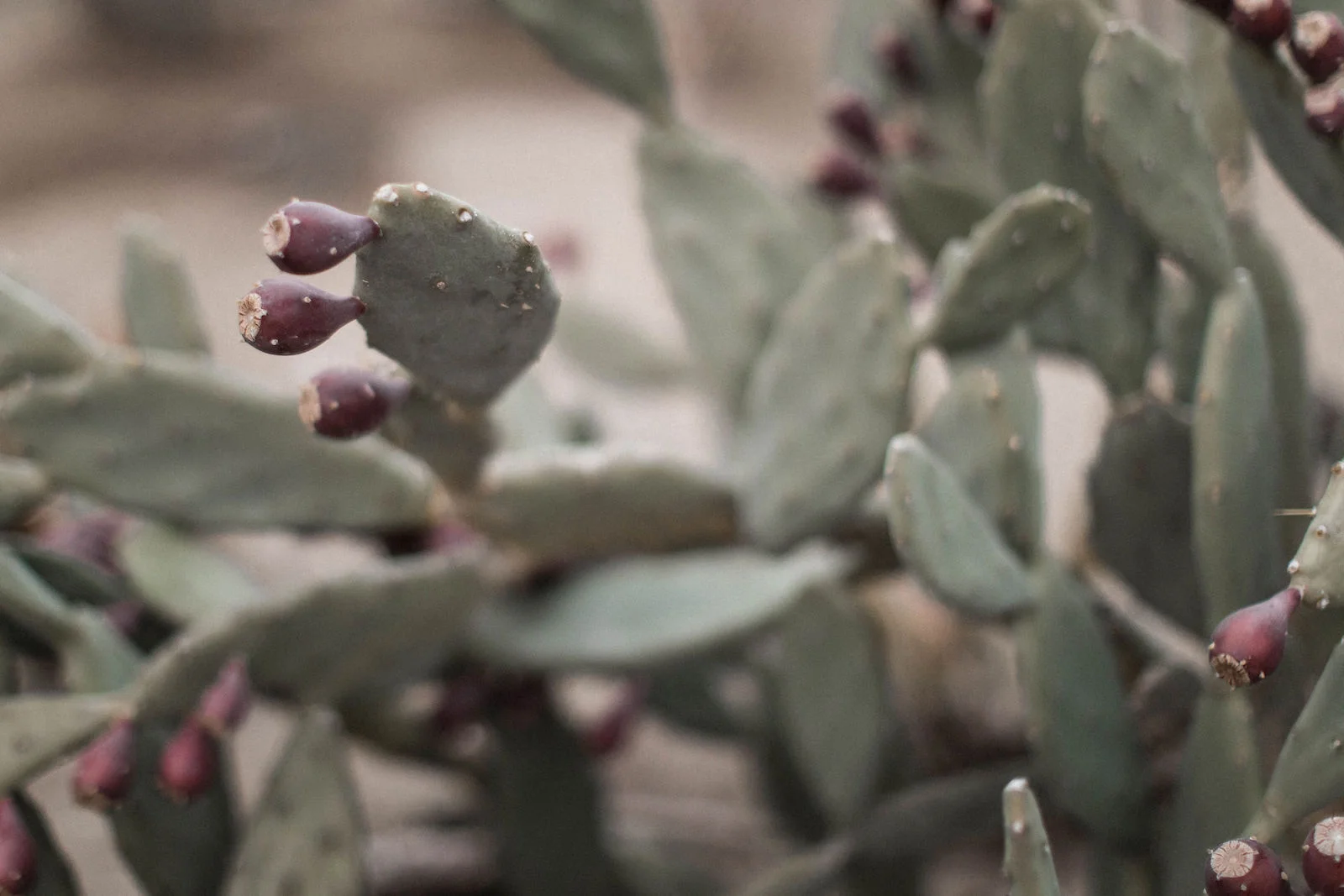 palm springs cactus wedding 00062.jpg