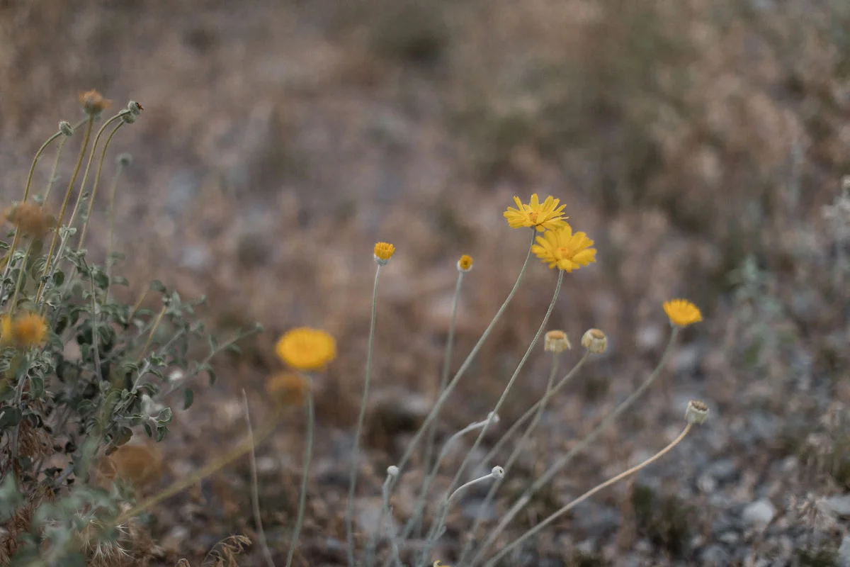 intimate red rock canyon elopement00010.jpg