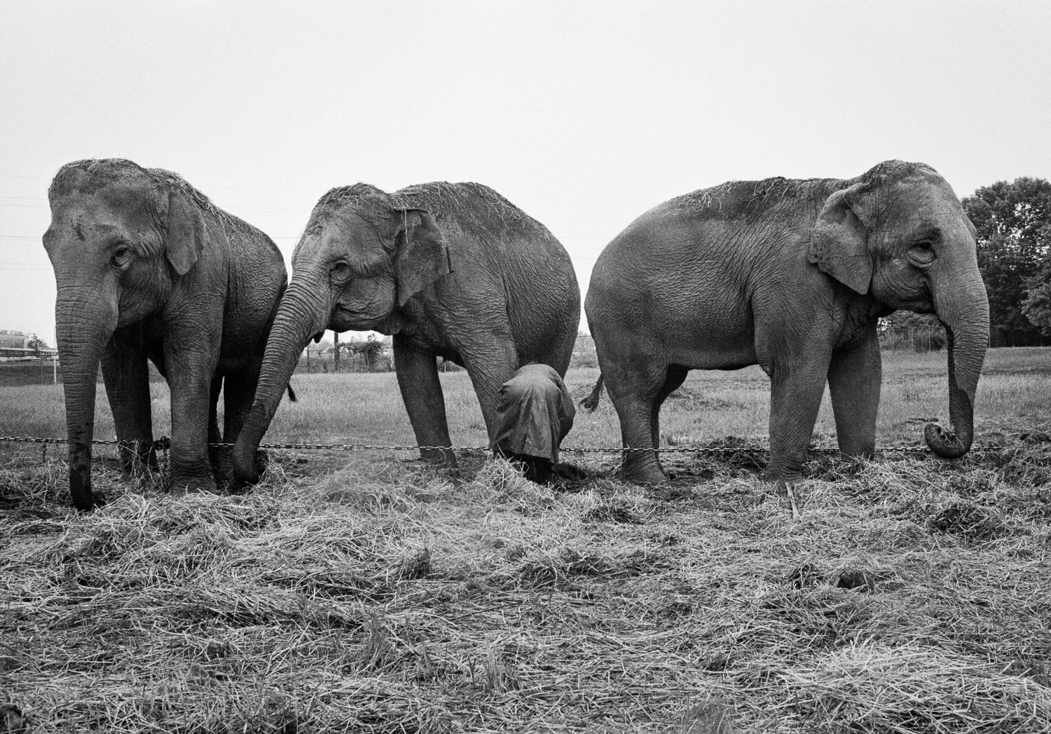 Clyde Beatty & Cole Bros. Circus