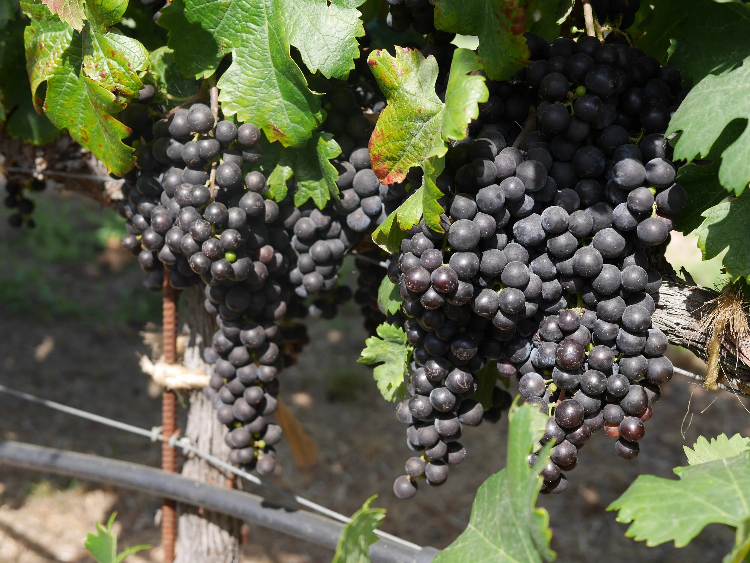 Trefethen - Fruit ready for harvest 