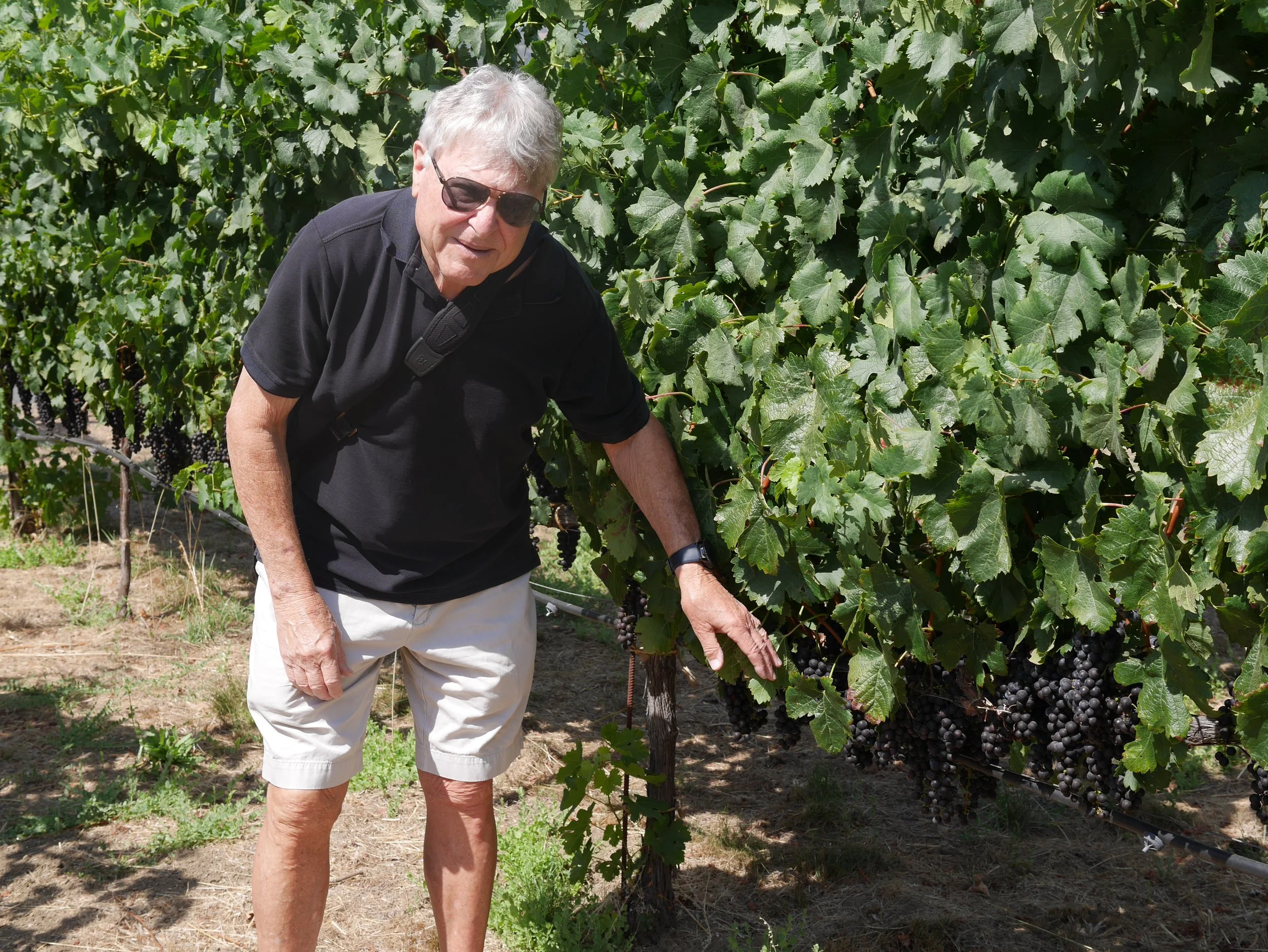 Walking in the vines at Trefethen - Harvest soon. 