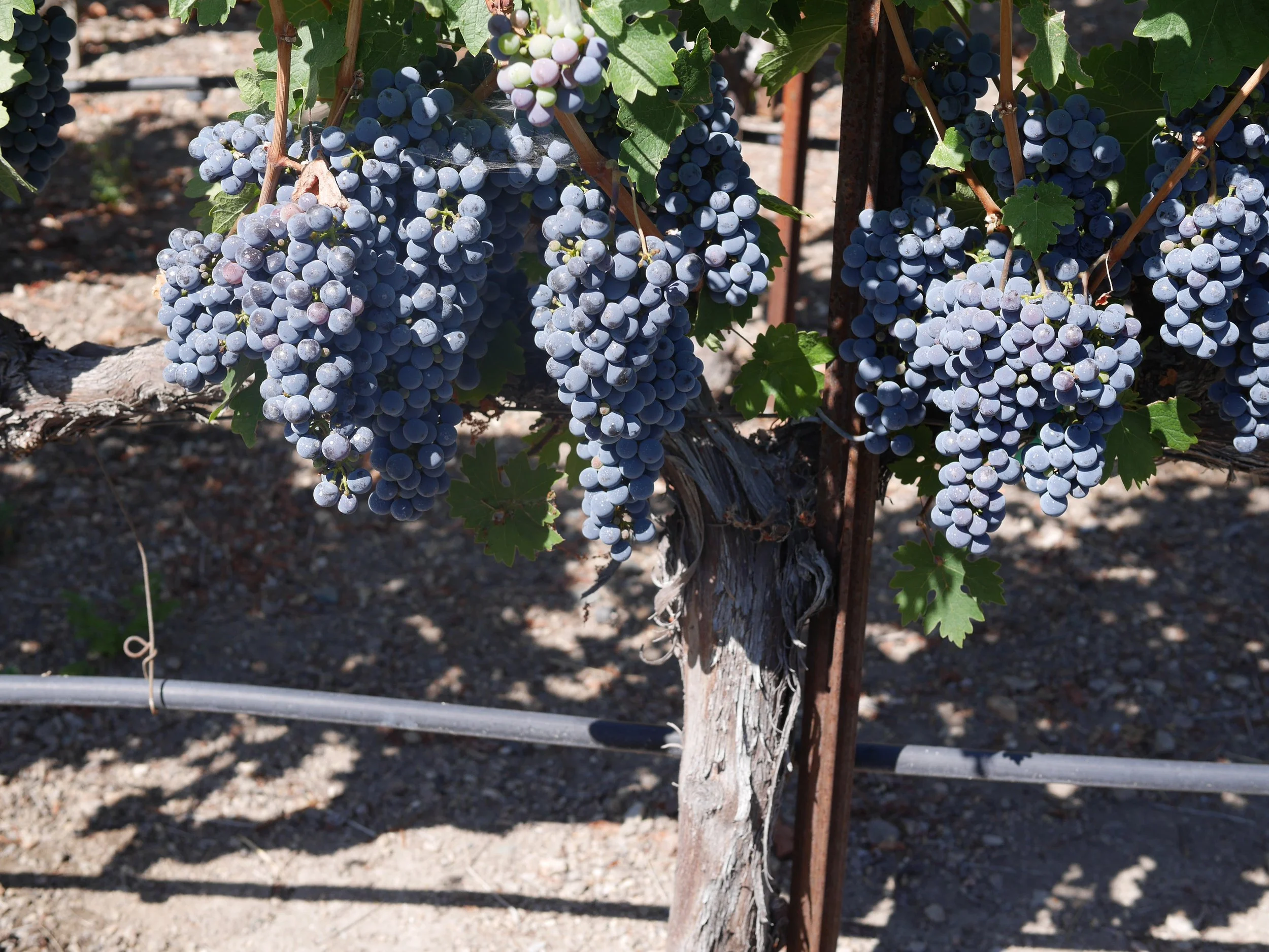 Ripe and ready for harvest