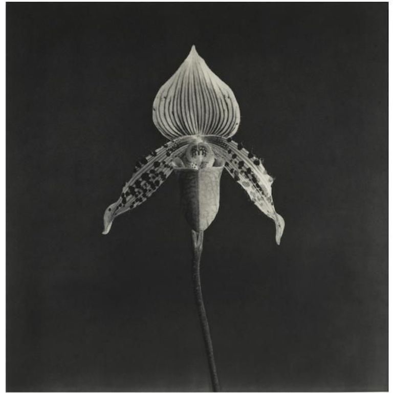 Robert Mapplethorpe