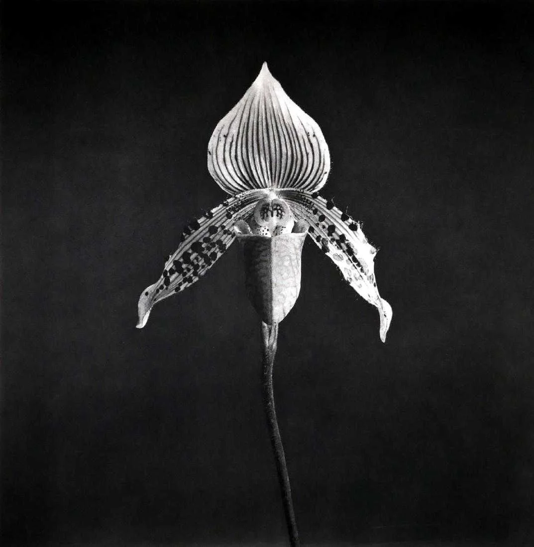 Mapplethorpe_Nevica.jpg