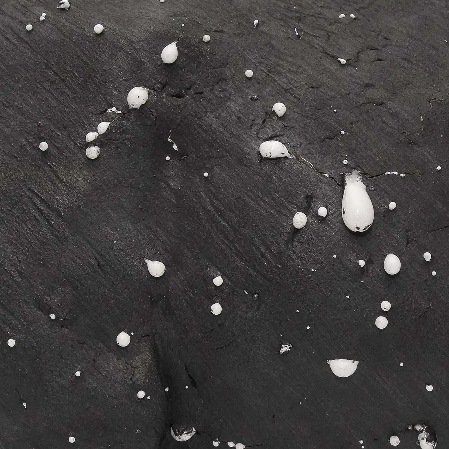Kayser_Small Black Cow_Nevica_007-web.jpg