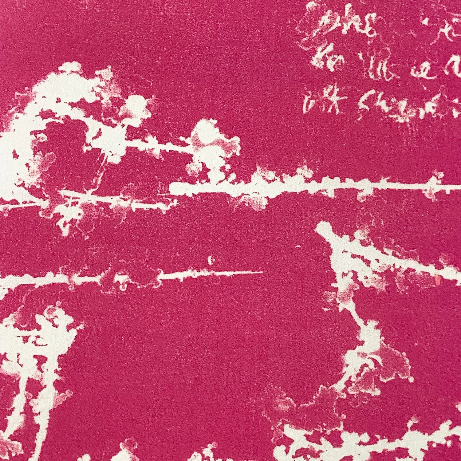 Kent_Hot Pink I_Nevica_007_web.jpg