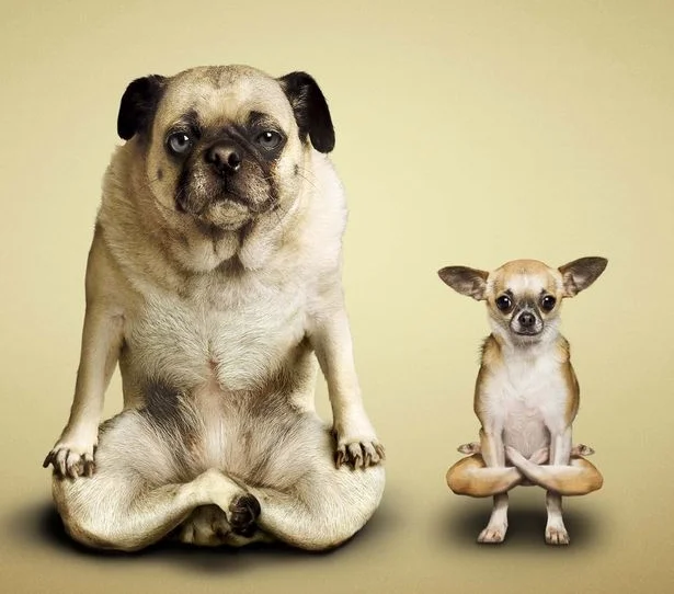 yoga-animal.jpg
