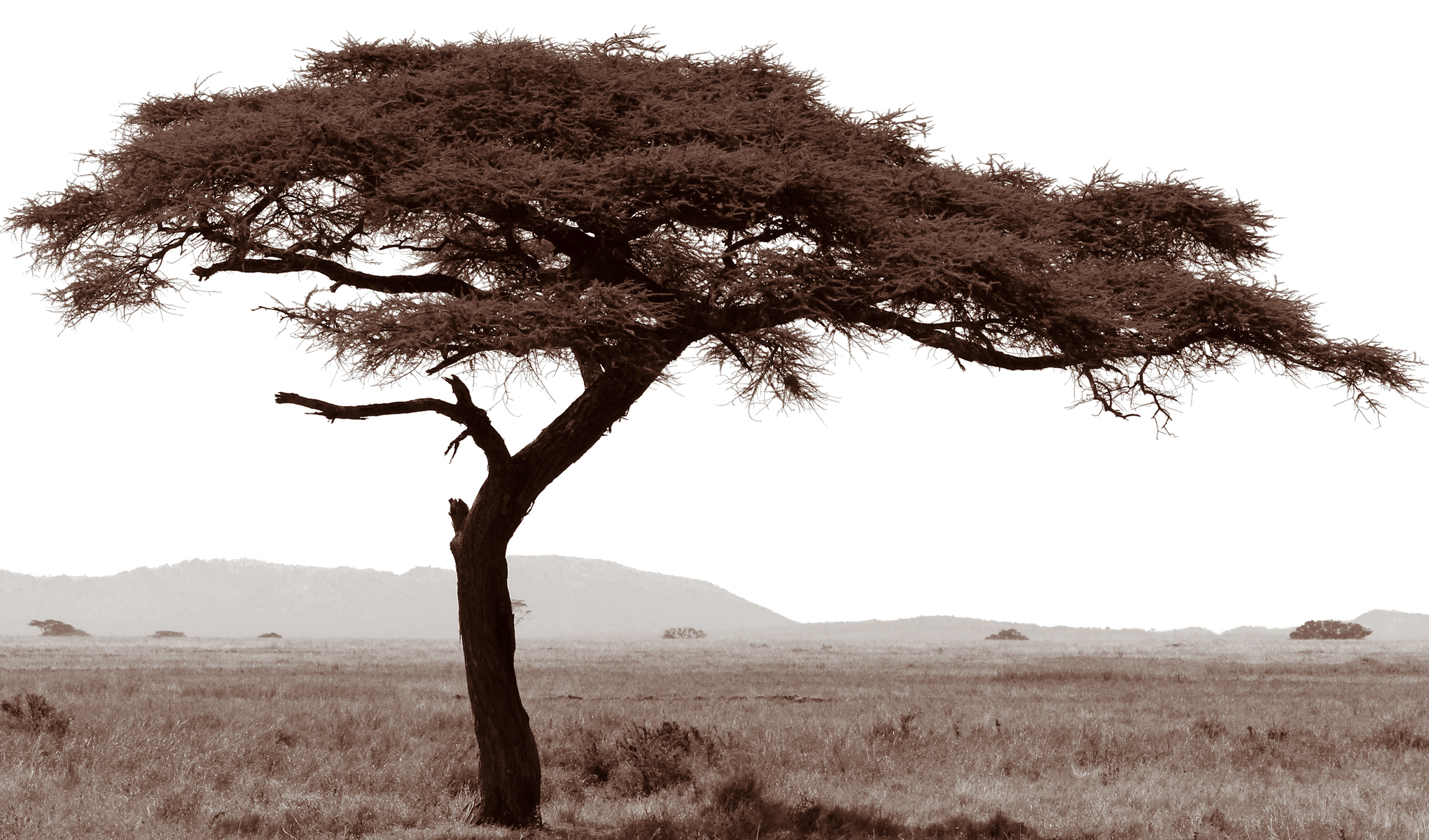 Serengeti Tree #7, 2014