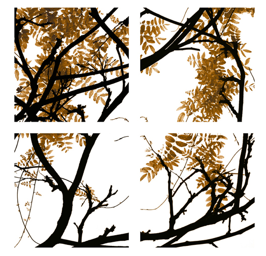 Brown Vine Raw Sienna.png
