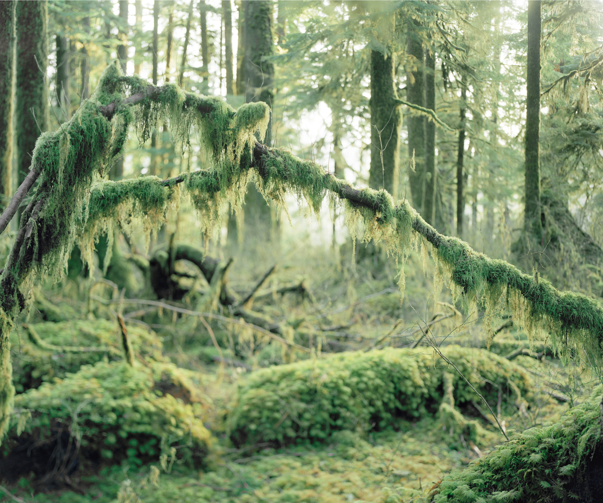 Anna Beeke - Mosses