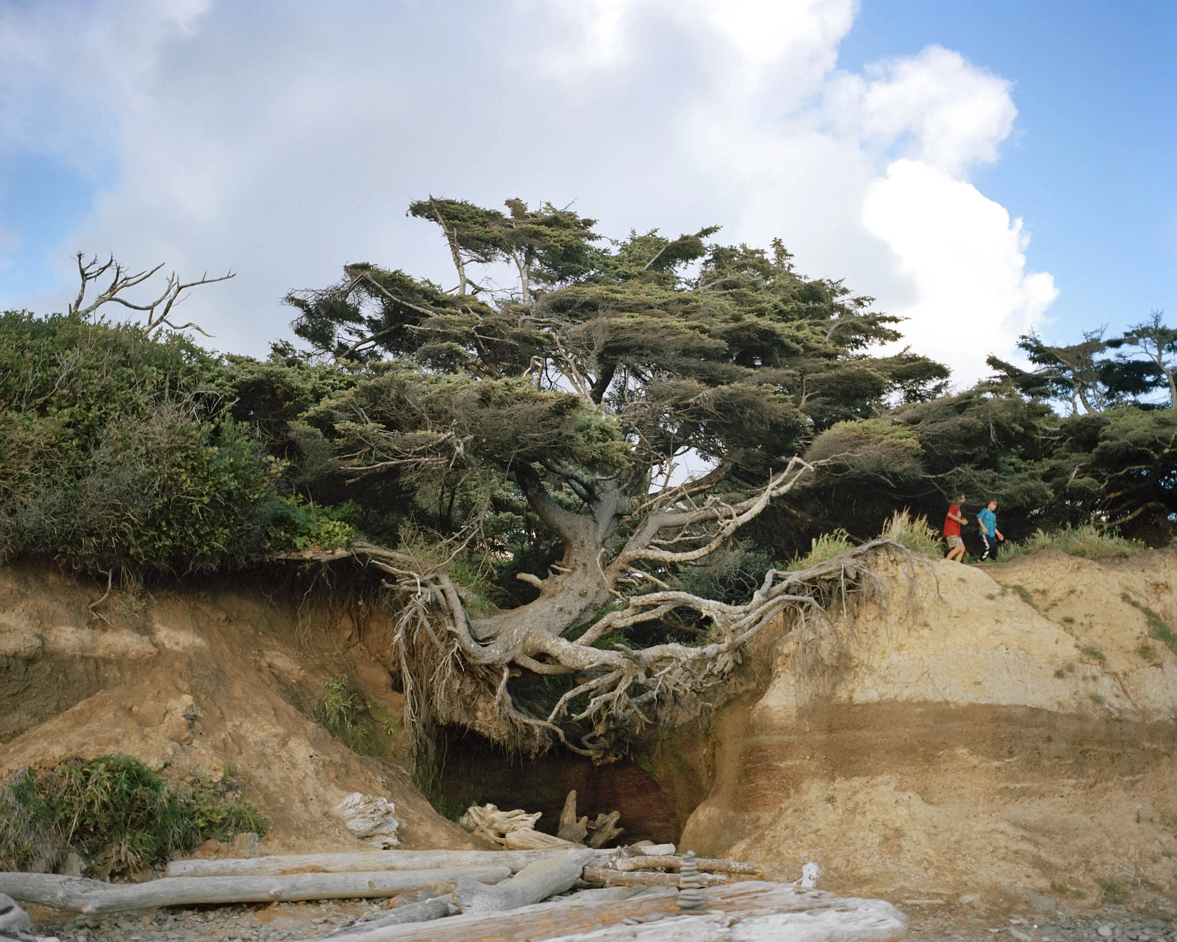 Anna Beeke - The Tree of Life