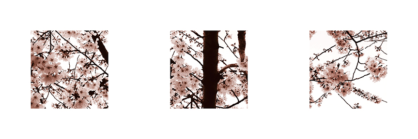 Brown - Arbor Series - Cherry Triptych - 2016.jpg