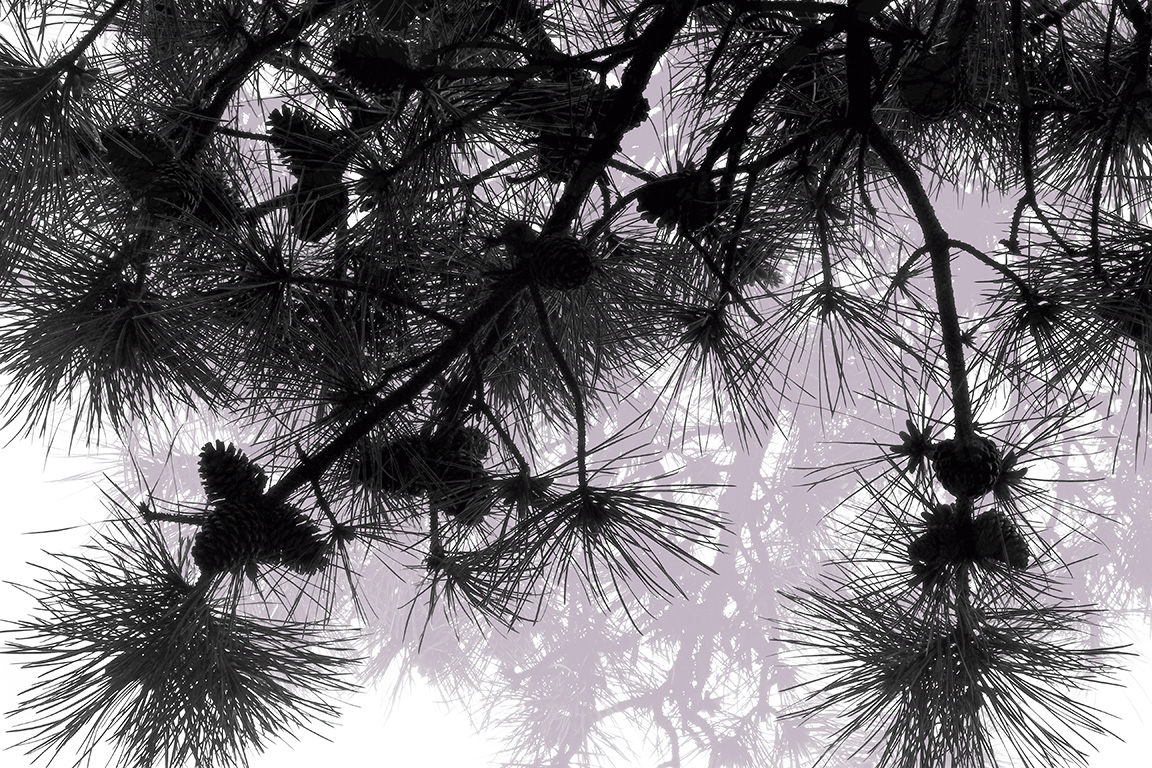 Brown - Arbor Series - Pine 1 - 2016.jpg