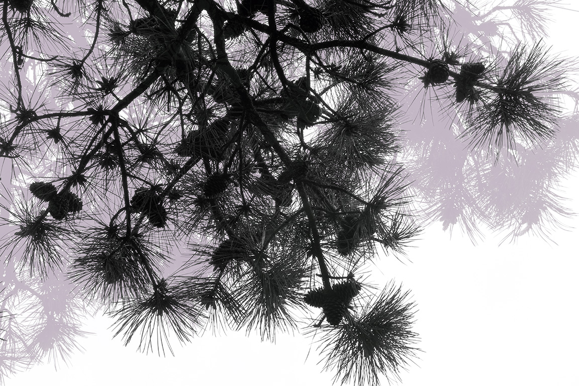 Brown - Arbor Series - Pine 2 - 2016.jpg
