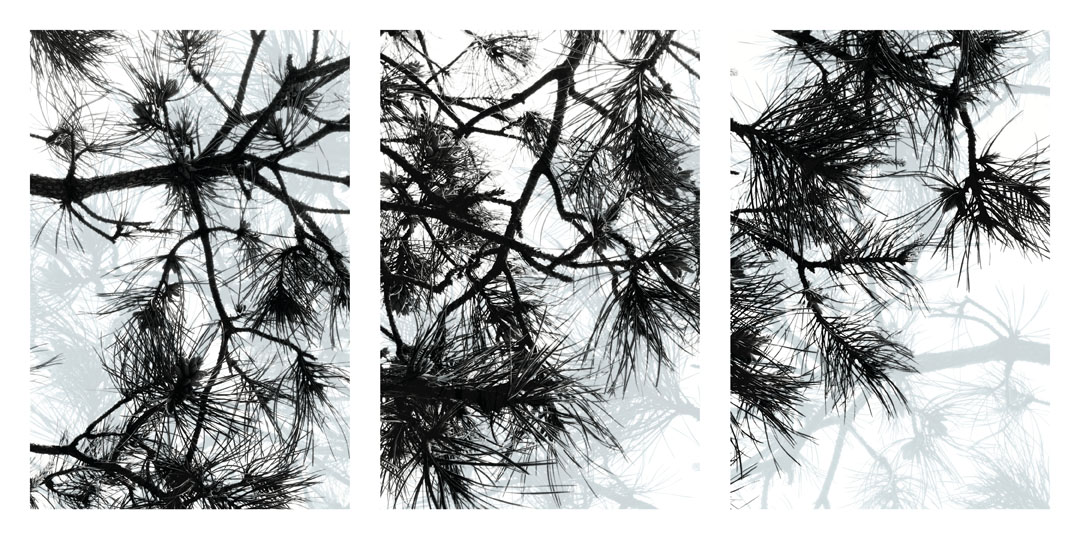 Brown - Arbor Series - Pine Triptych - 2016.jpg
