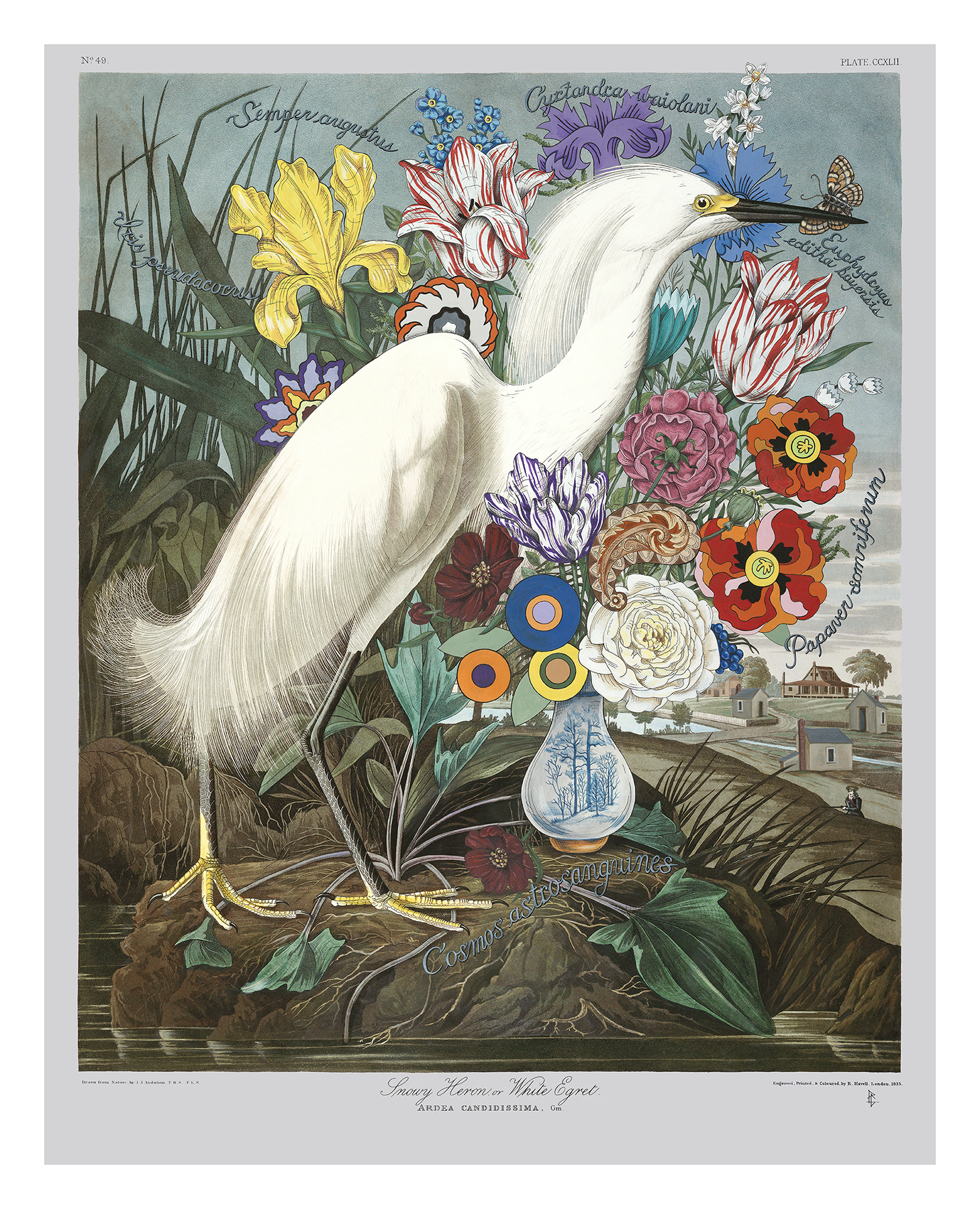 Iris pseudacorus with Egret.jpg