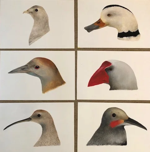 Cindy Kane Extinct Birds.jpg