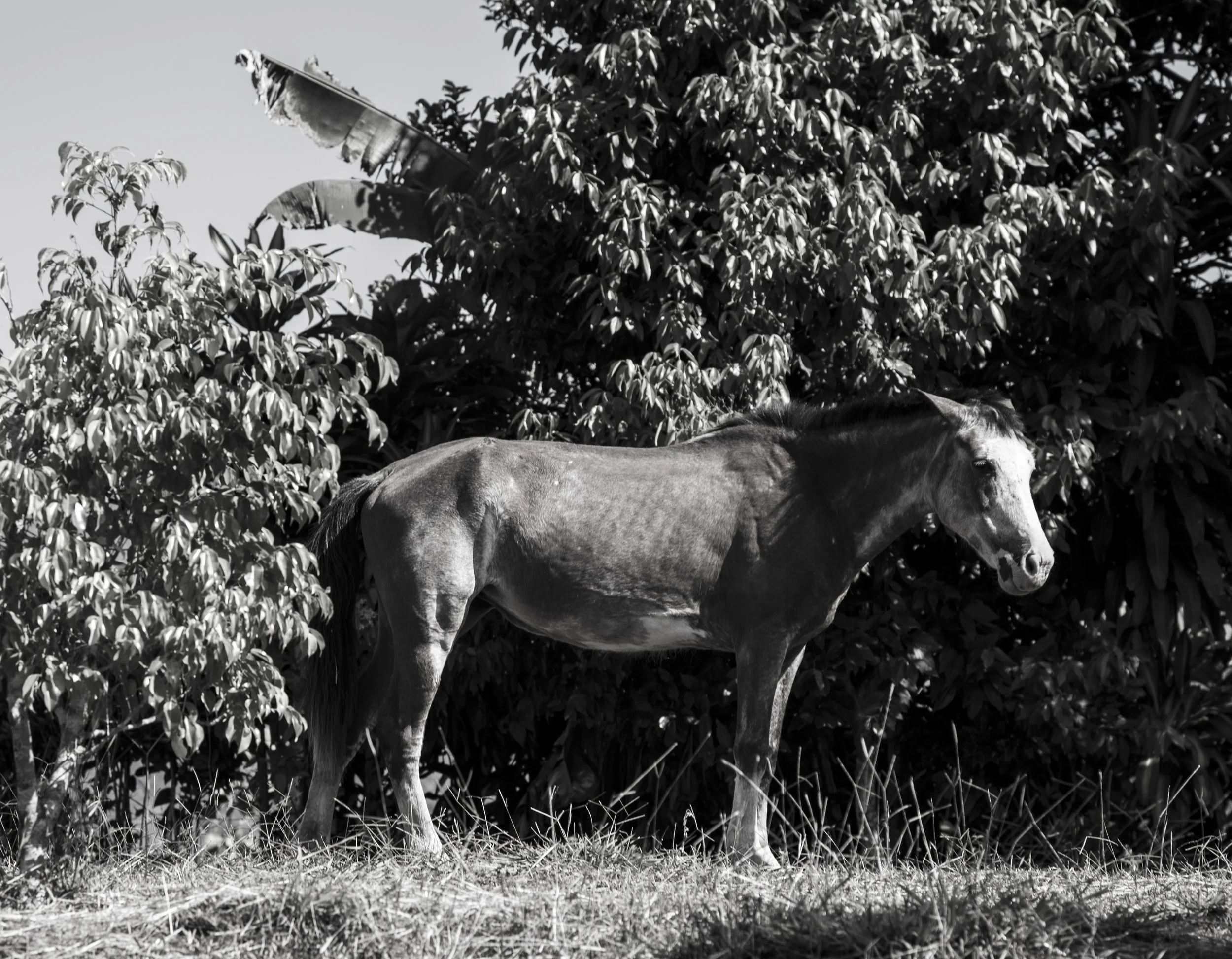 Central Valley - Costa Rica