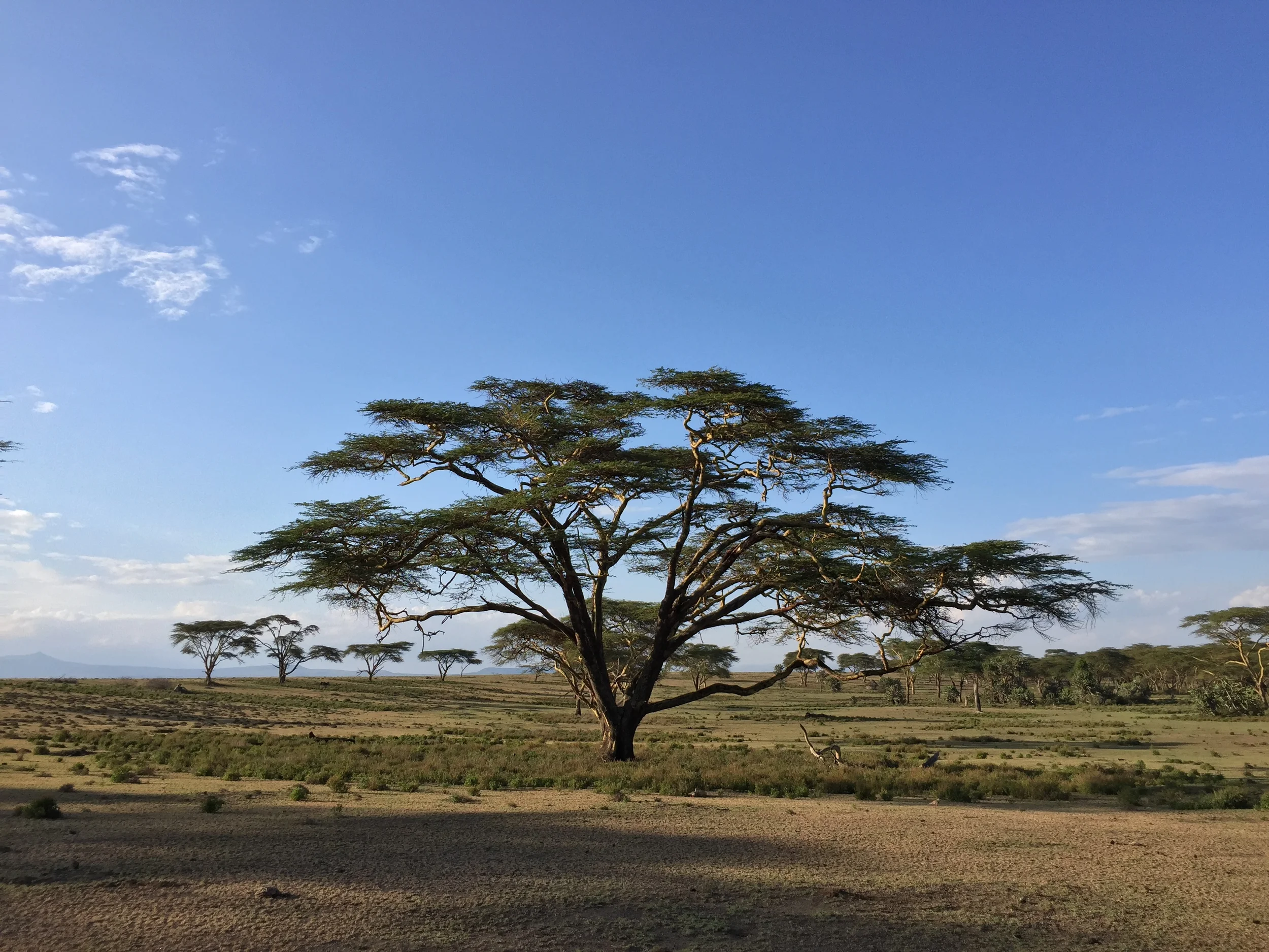 Day 5: Crescent Island is sort of like Africa's Jurassic Park, gone right. There are no predatory animals on the island, so it provides and up close experience with Zebra, Giraffes, wildebeests, all sorts of gazelles, etc. Comple
