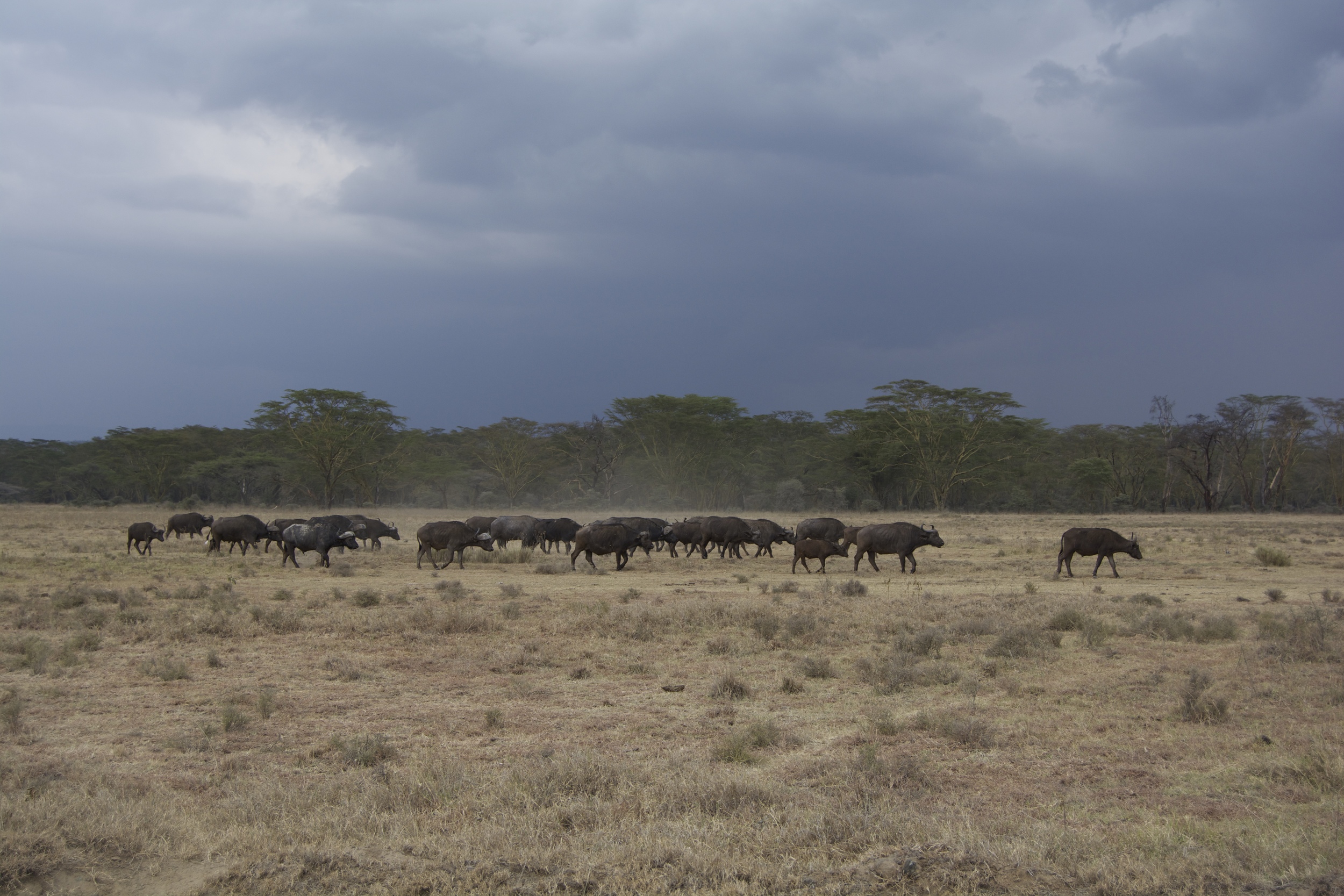 Day 2: Water Buffalo at Lake Nakuru 