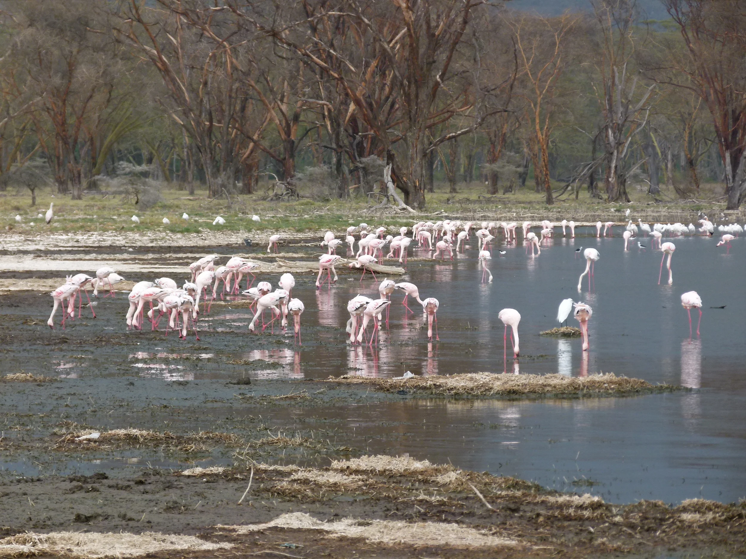  Day 2: Lake Nakuru 