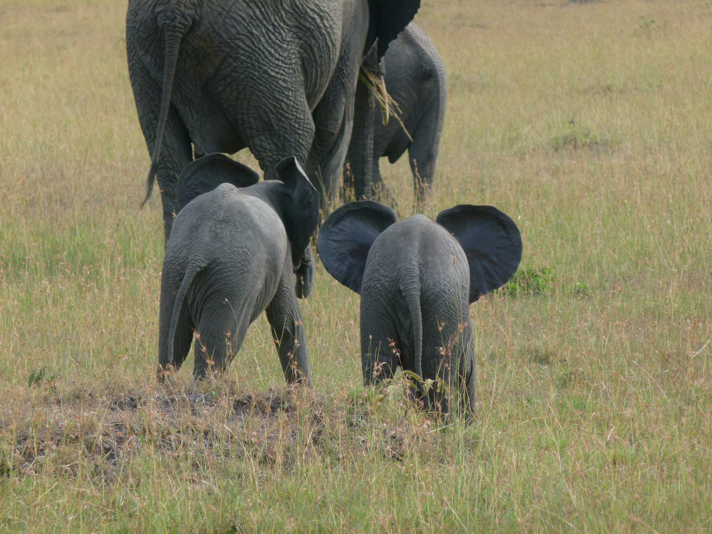  Day 3: Little guys looking like a cartoon mouse. 